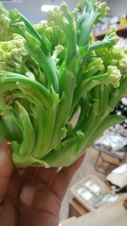 カリフラワー花.jpg
