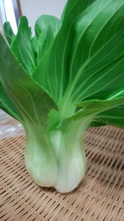 チンゲン菜佐久間.jpg