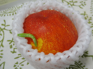 ネクタリン青虫.JPG