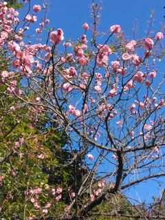 ピンク梅の花.jpg