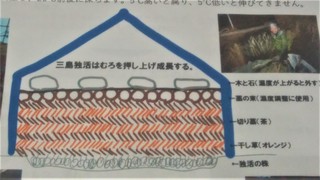 三島独活栽培法 (2).jpg