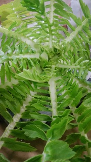 三浦大根.jpg