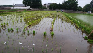 上野さん植え終わった田.jpg