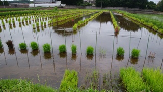 上野田植え準備万端.jpg
