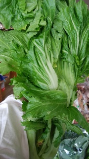 大きな雲仙こぶ高菜.jpg