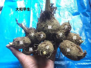 大和早生かぶ.jpg