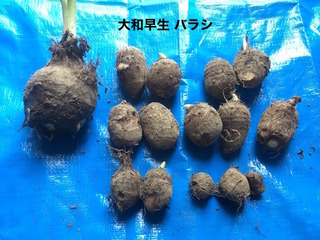 大和早生ばらし.jpg