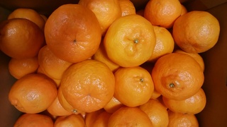 屋久島ぽんかん.jpg