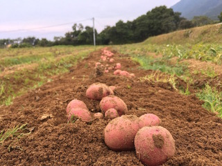 屋久島アンデスレッド畑にて.jpg