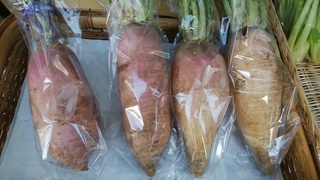 平家横川.jpg