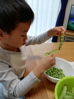 昊馬君豌豆豆まめとり.jpg
