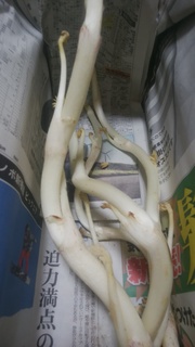最後三島独活.jpg