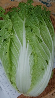 松島2号白菜.jpg