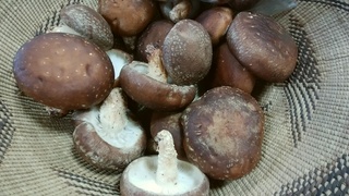 椎茸.jpg