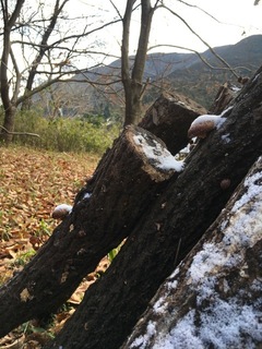 椎茸富士山原木.jpeg