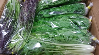 池松2019秋野菜.jpg