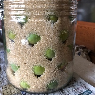 浅岡さん白加賀シロップ.jpeg