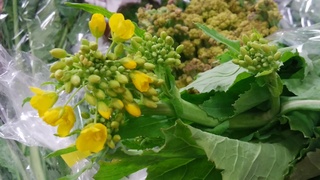 畑菜花芽.jpg