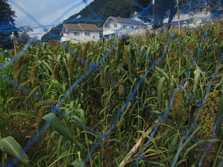 被害にあったきび.JPG
