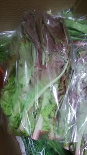 赤チシャの蕾菜.jpg