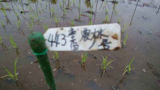 農林1号.jpg