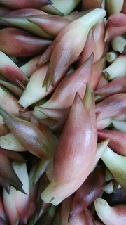 高橋さん茗荷.jpg