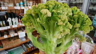 黄色花芽をつけ始める.jpg