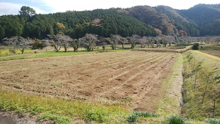 １１月１４日黒豆の畑.jpg