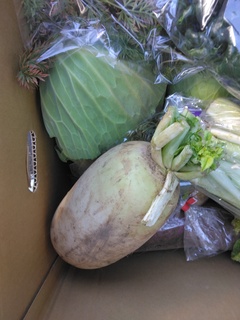 14日岩ア源助キャベツ.jpg