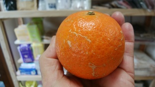 18屋久島タンカン.jpg