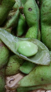 19日丹波黒豆みどり.jpg