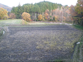 2月1日慈姑の田1.JPG