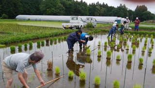 2田植え上野.jpg
