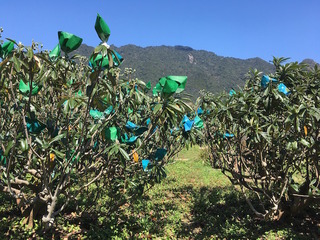 2017屋久島枇杷袋掛け.jpg