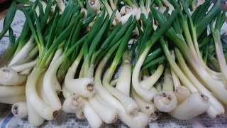 3月30日ひろこ.jpg