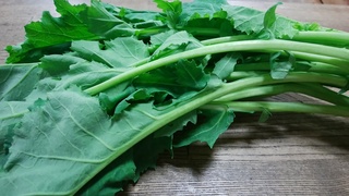 3月30日雪割菜.jpg