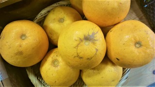 3月8日河内晩柑 (2).jpg
