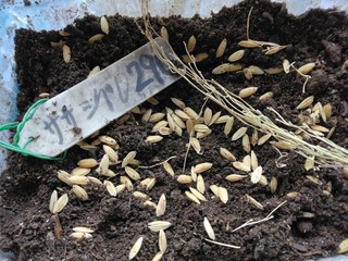 5月8日ささしぐれ (2).jpg