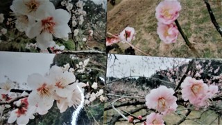 ６月１４日西北さんの梅の写真 (2).jpg
