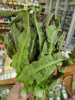 7日油麦菜.jpg