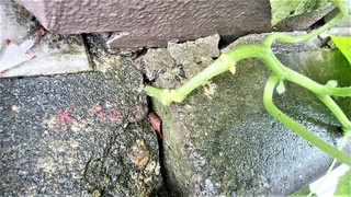 9月9日ウリ科の茎 (2).jpg