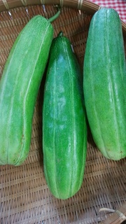 hagurauri.jpg